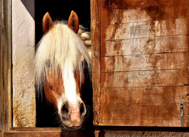 horse-2196654_1920