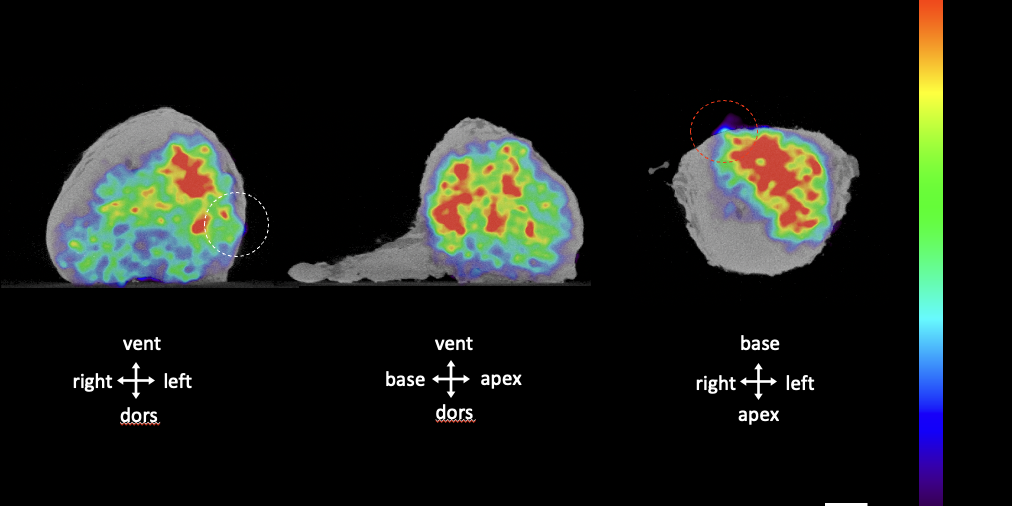 FIG2_2023-11-16-132753_hjaa